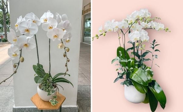 Chậu lan hồ điệp trắng đột biến sang trọng