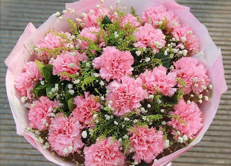 19 bông hoa cẩm chướng mang ý nghĩa