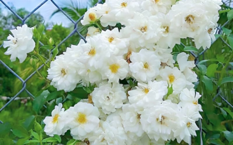 Hoa hồng Snow Goose màu trắng
