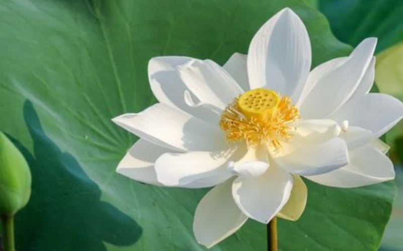 Sen Nelumbo lutea