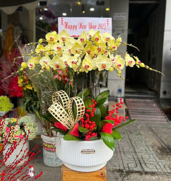 Chậu Lan Vàng 12 Cành - LHĐ111