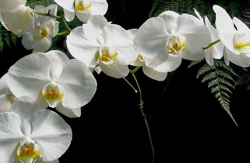Lan hồ điệp có cánh hoa lớn, tròn đầy như cánh bướm