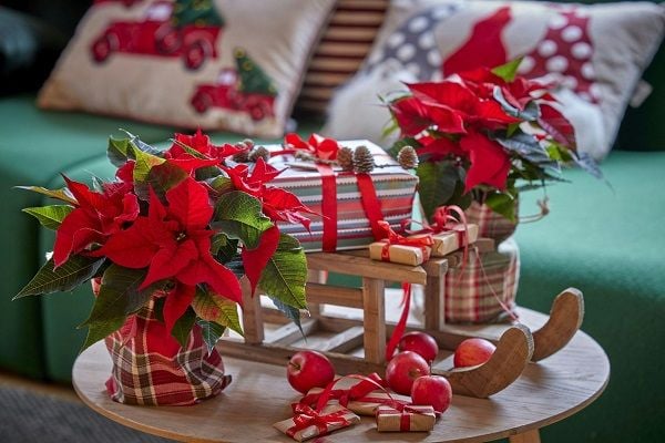 Gợi ý cách trang trí noel với hoa trạng nguyên trong nhà