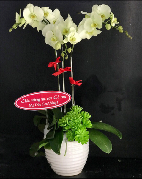 Lan Hồ Điệp: Chậu Hoa Lan Hồ Điệp Xanh Bơ - LHĐ42