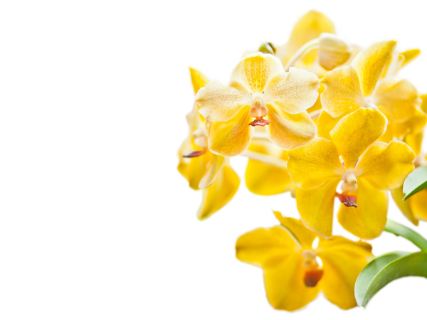 ý nghĩa hoa lan vàng