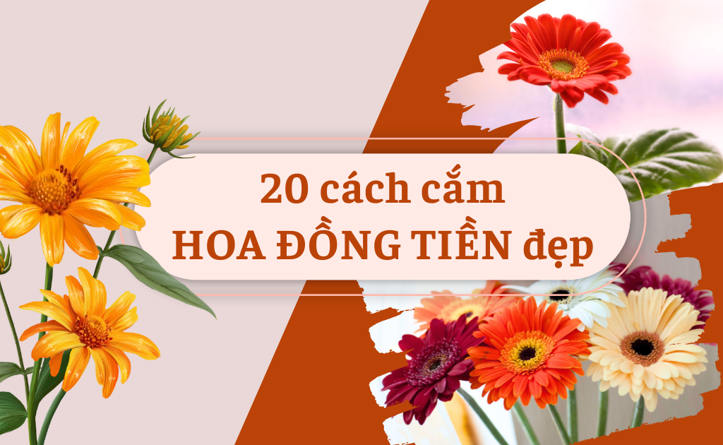 20 Cách cắm hoa đồng tiền đẹp, tươi lâu, kiểu sáng tạo nhất 2026