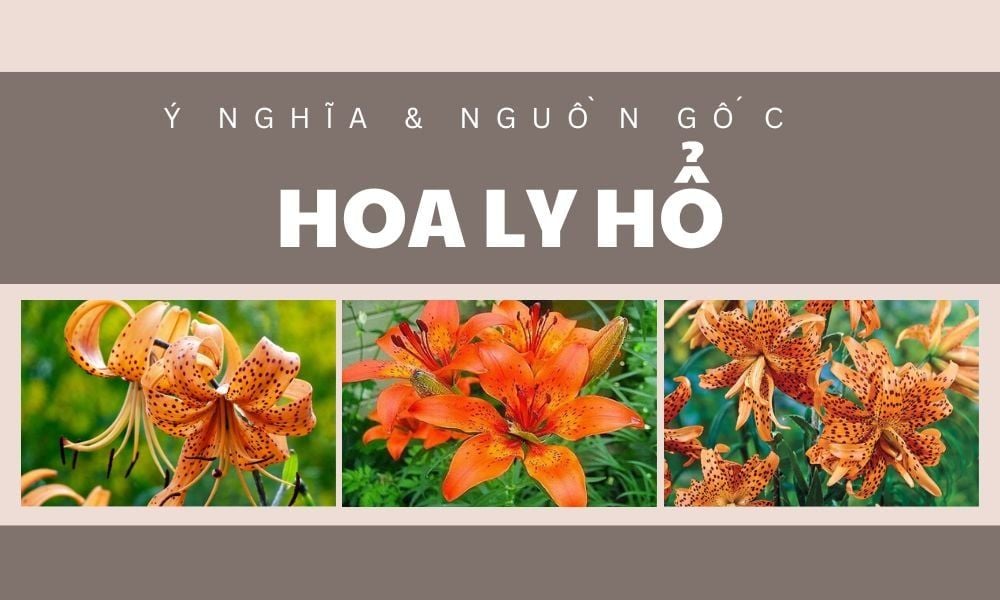 Hoa Ly Hổ: Những Điều Bạn Cần Biết Về Loài Hoa Tháng Sinh Của Jungkook