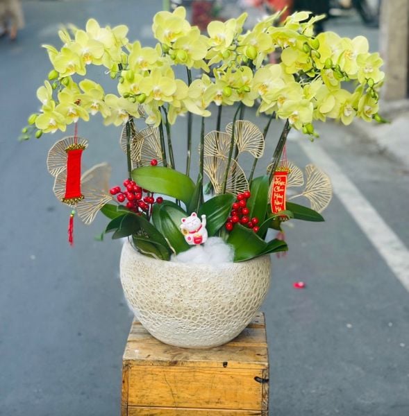 Lan Hồ Điệp: Chậu Hoa Lan Hồ Điệp Vạn Hạnh - LHĐ84