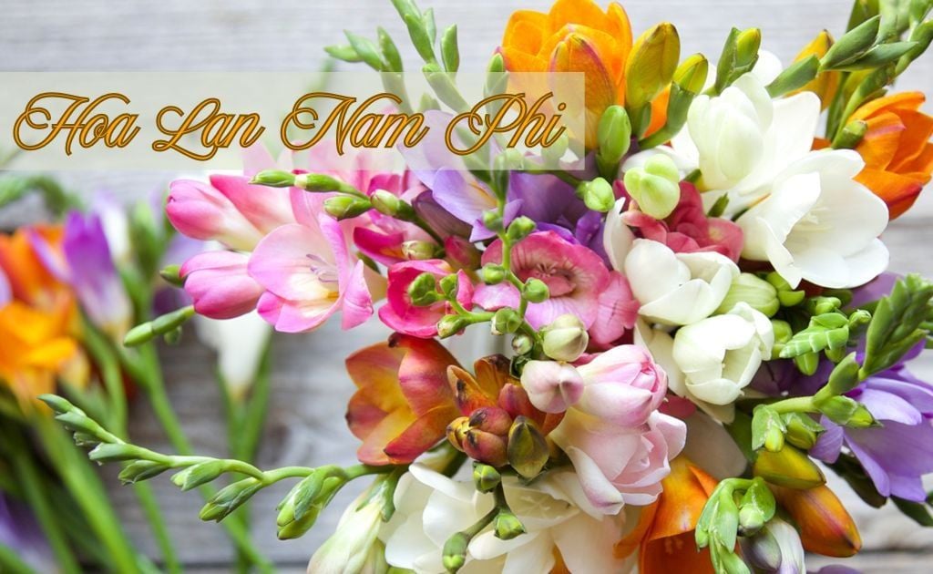 Hoa Lan Nam Phi - Ý nghĩa, cách trồng và chăm sóc Freesia chi tiết
