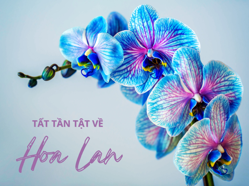 Hoa Lan: Ý Nghĩa & Cách Trồng, Chăm Sóc Hoa Lan Chi Tiết