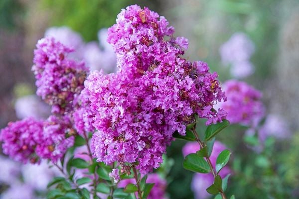 Cách trồng hoa tường vi đúng kỹ thuật