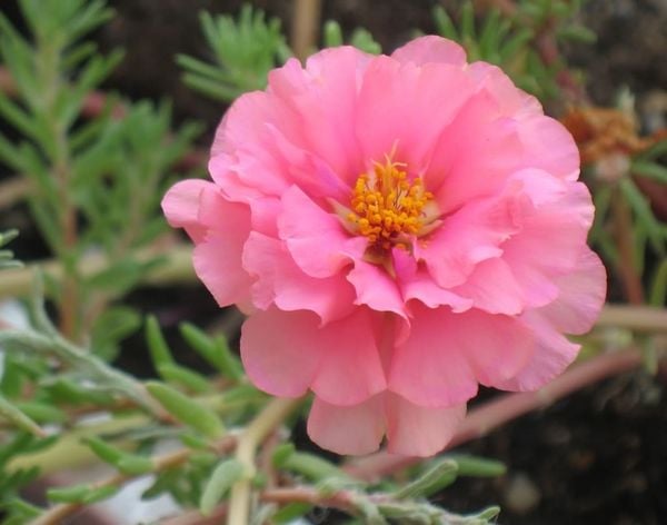 Hoa mười giờ hồng xinh đẹp lung linh