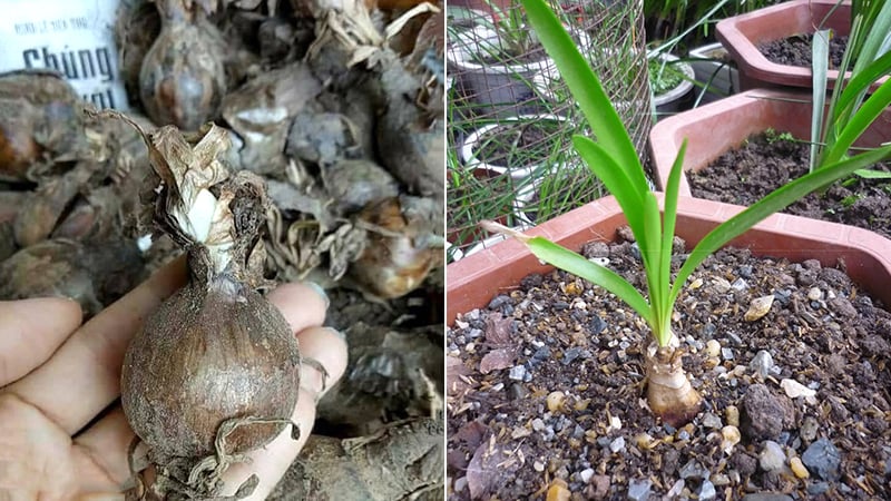 Hướng dẫn chi tiết cách trồng và chăm sóc hoa bỉ ngạn tại nhà đơn giản