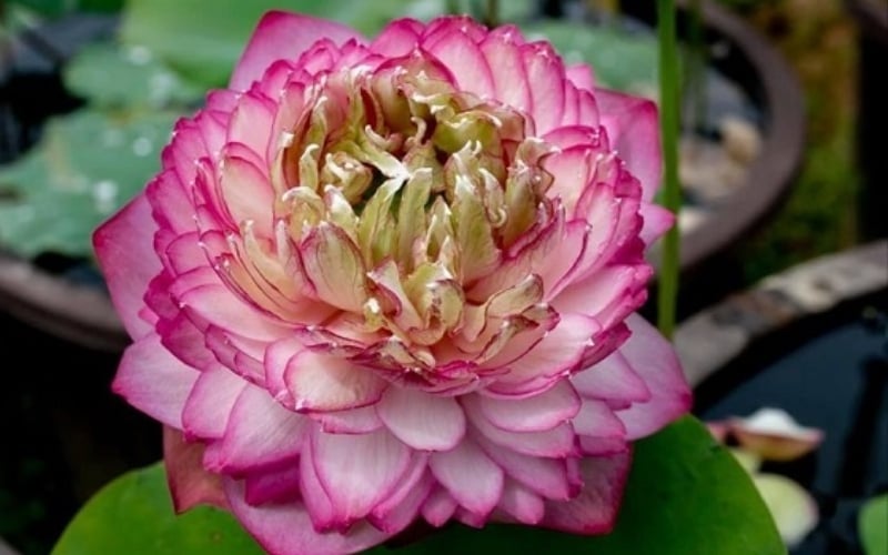 Hình ảnh sen Juwaba