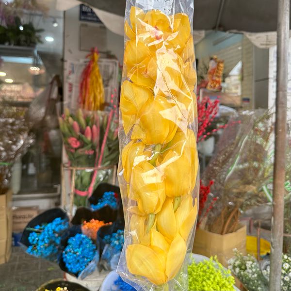  Hoa Địa Lan - Hoa Tươi Cắt Cành Giao 2H Tại TP.HCM 
