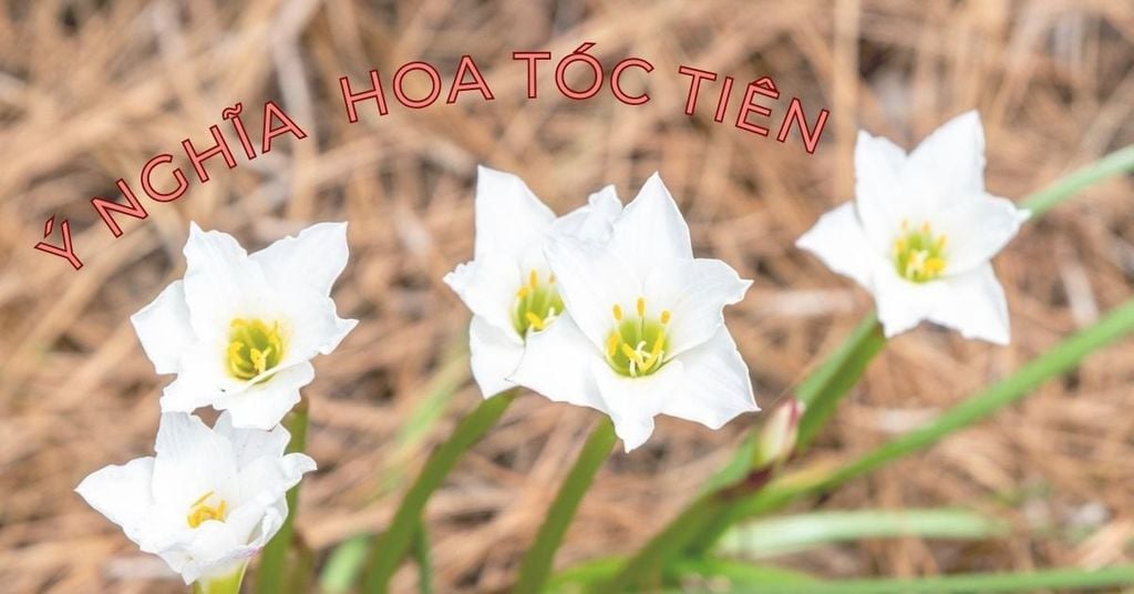 Hoa Tóc Tiên: Nguồn Gốc, Đặc Điểm, Ý Nghĩa Hoa & Cách Trồng Tại Nhà