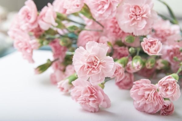 Chúc cô một ngày 8/3 thật vui vẻ