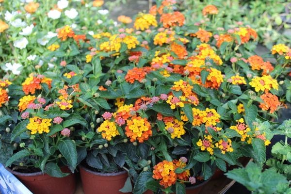 Trồng cây ngũ sắc màu cam trang trí không gian nhà cửa rực rỡ