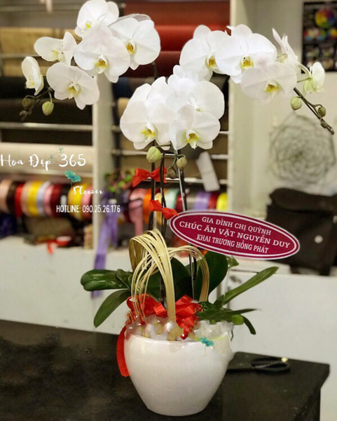 Lan Hồ Điệp: Chậu Hoa Lan Hồ Điệp Cheers New Years - LHĐ13