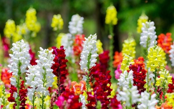 Biểu tượng tháng sinh cho tháng 9: Hoa mõm sói