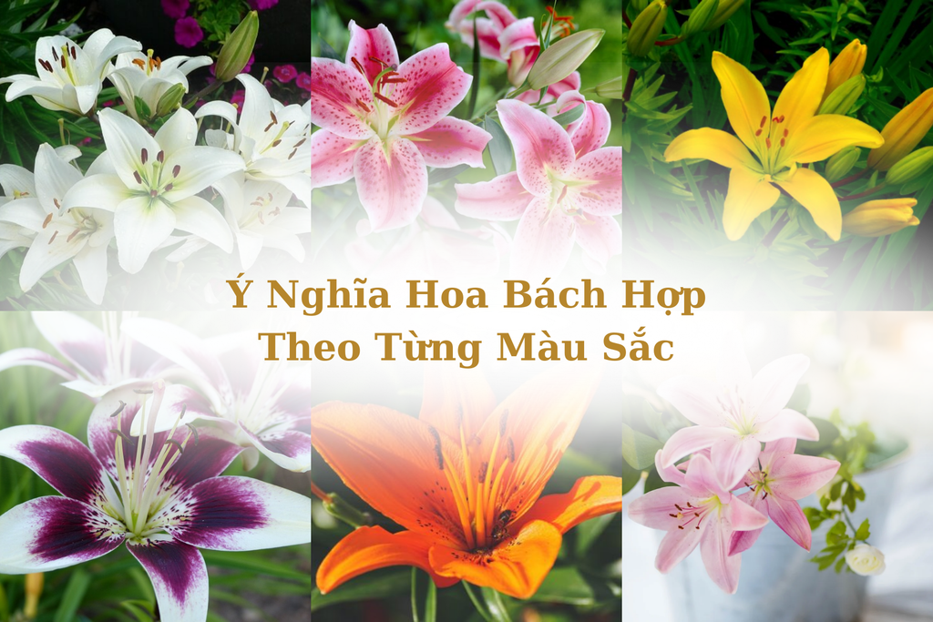 Ý nghĩa hoa bách hợp theo màu sắc, cách phân biệt, trồng và chăm sóc tại nhà