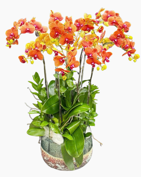 Lan Hồ Điệp: Chậu Lan Hồ Điệp Thuần Túy - LHĐ203 | Flosa