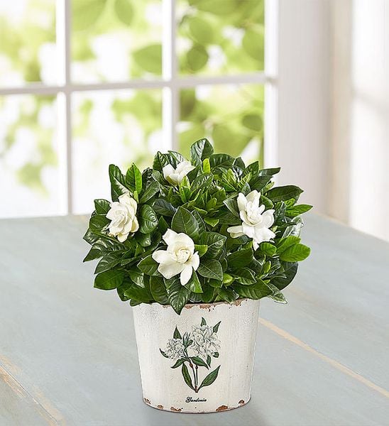 Chậu hoa dành dành nhỏ xinh thế này thôi cũng đủ giúp cho không gian nhà bạn thêm phần nổi bật.