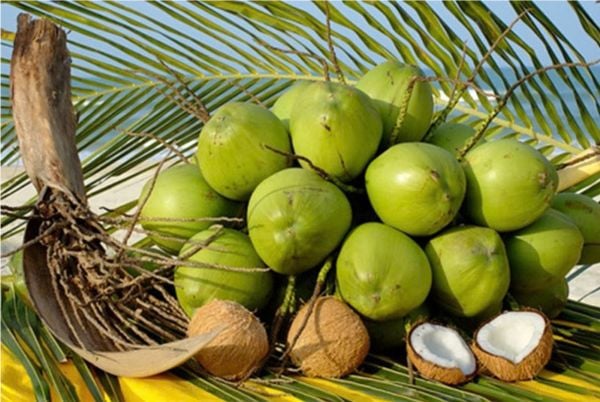 Dừa là loại trái cây khá phổ biến trong mâm ngũ quả, tượng trưng cho sự đủ đầy.