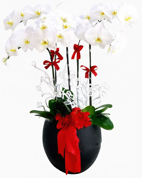 Lan Hồ Điệp: Chậu Lan Thân Thương - LHĐ25