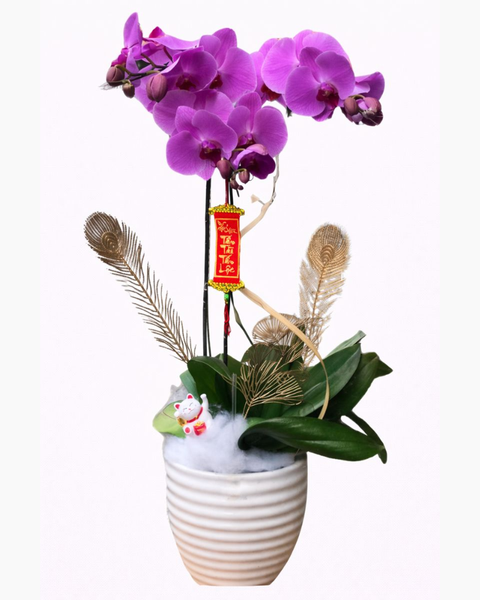 Lan Hồ Điệp: Chậu Hoa Lan Hồ Điệp Viên Mãn - LHĐ79