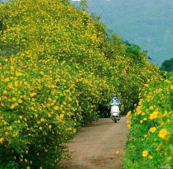 các con đường đà lạt mùa hoa dã quỳ