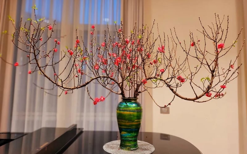 Cành hoa đào hồng thắm khoe sắc rực rỡ trong không khí ngày Tết