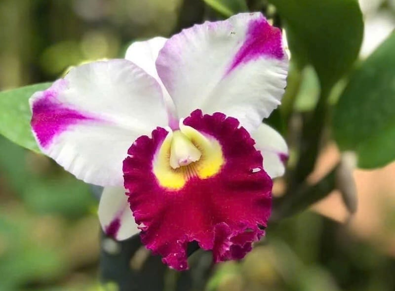 Lan Cattleya là biểu tượng cho sự kiên cường, bất khuất vượt qua mọi gian nan, thử thách