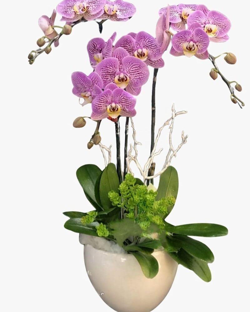 Lan hồ điệp đột biến tượng trưng cho sự sang trọng, đẳng cấp