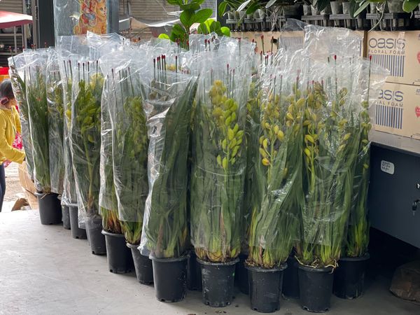  Hoa Địa Lan - Hoa Tươi Cắt Cành Giao 2H Tại TP.HCM 