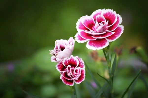 Hoa tình yêu nhẹ nhàng - Cẩm chướng