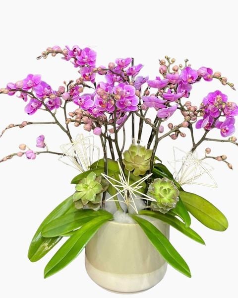 Lan Hồ Điệp: Chậu Lan Hồ Điệp Cô Nương - LHĐ206 | Flosa