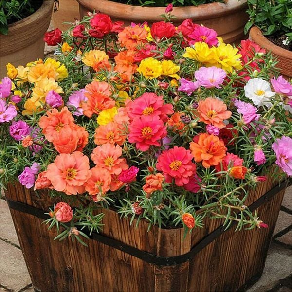 Chậu hoa mười giờ phù hợp dùng để trang trí nhà cửa