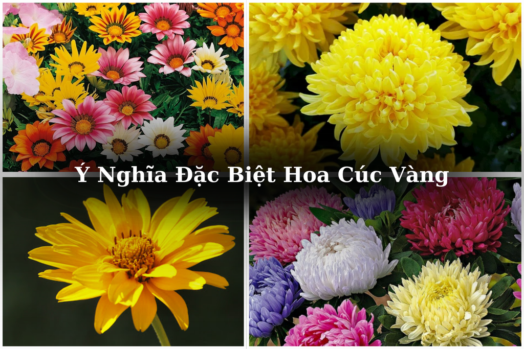 Ý Nghĩa Đặc Biệt Hoa Cúc Vàng, Công dụng & Cách Trồng Đơn Giản 2026