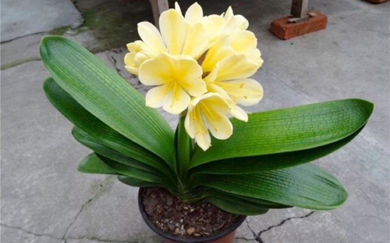 Tưới nước cho cây lan quân tử 2-3 lần một tuần