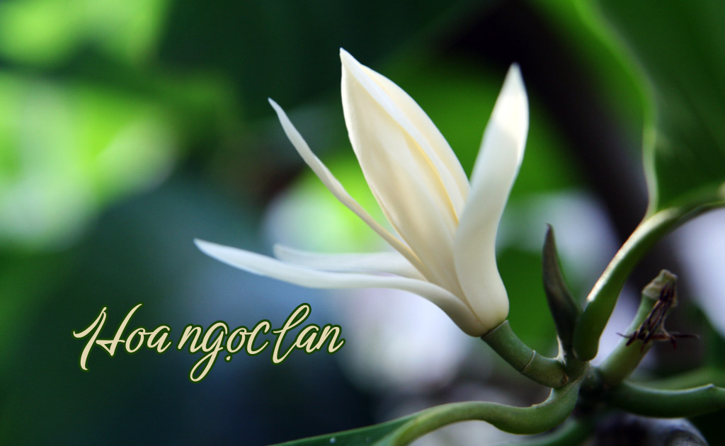 Hoa ngọc lan — Michelia alba