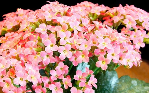 Hoa sống đời là biểu tượng của sự trường thọ, tình yêu vĩnh cửu