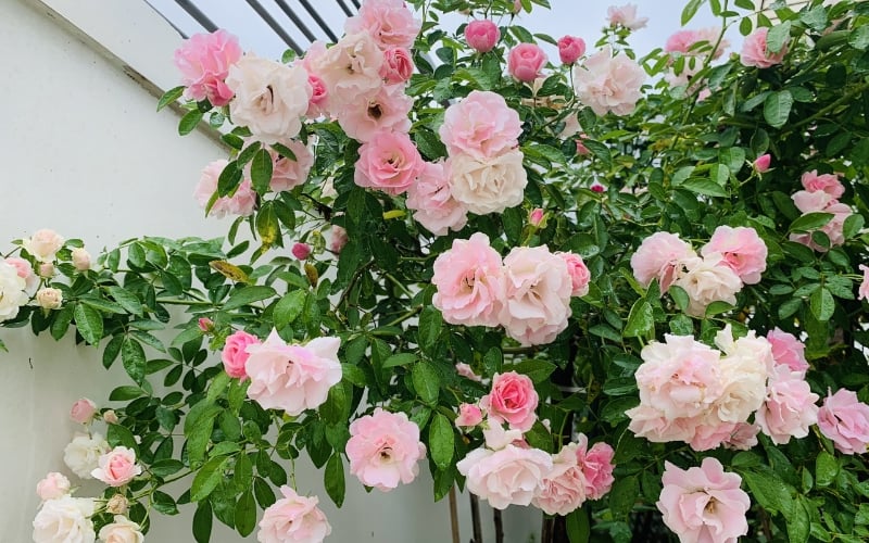 Những bông hoa hồng đang khoe sắc rực rỡ