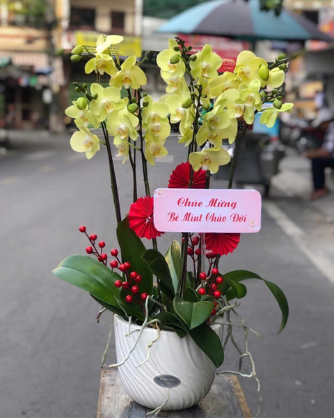  Chậu Lan Hồ Điệp Viên Mãn - LHĐ144 
