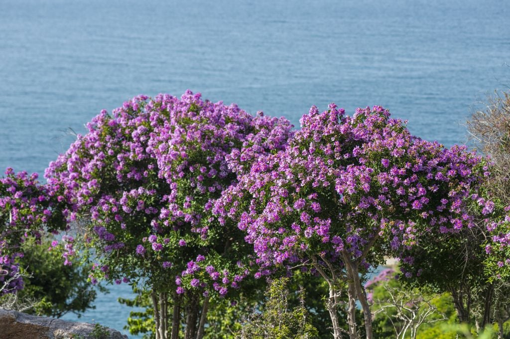 Hoa bằng lăng — Lagerstroemia speciosa