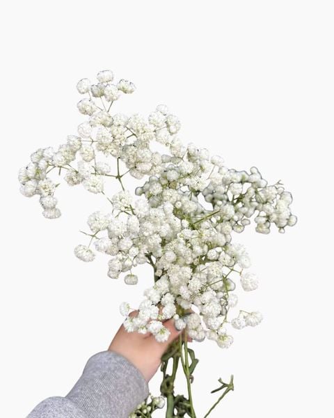 Hoa Cắt Cành: Baby Hà Lan - Hoa Cắt Cành