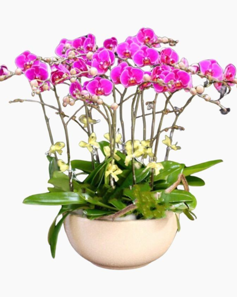 Lan Hồ Điệp: Chậu Hoa Lan Hồ Điệp Smooth Sailing - LHĐ29