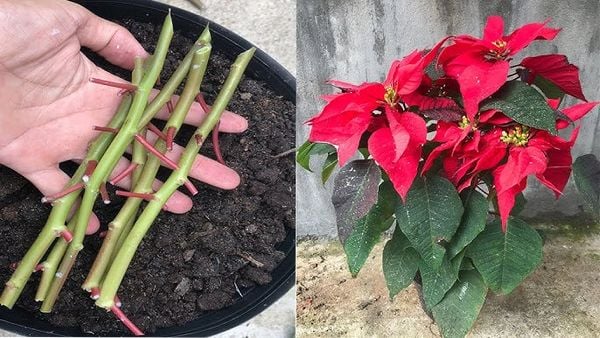 Trồng cây hoa trạng nguyên bằng phương pháp giâm cành