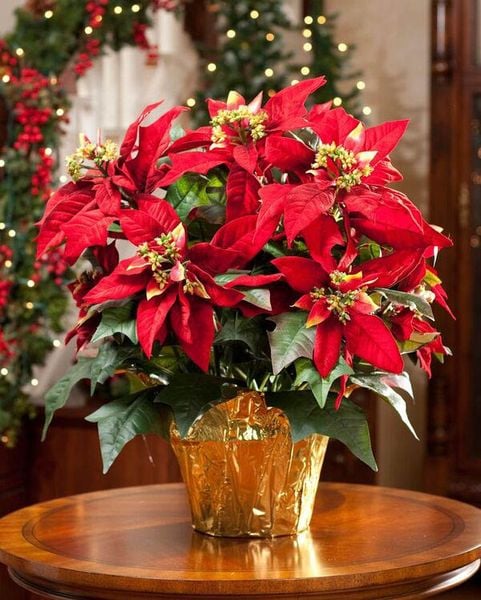Hoa trạng nguyên chính là một trong những vật phẩm trang trí lễ hội Noel hợp lý nhất.