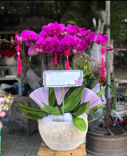 Lan Hồ Điệp: Chậu Hoa Lan Hồ Điệp Tím - LHĐ96